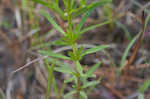 Loomis' yellow loosestrife